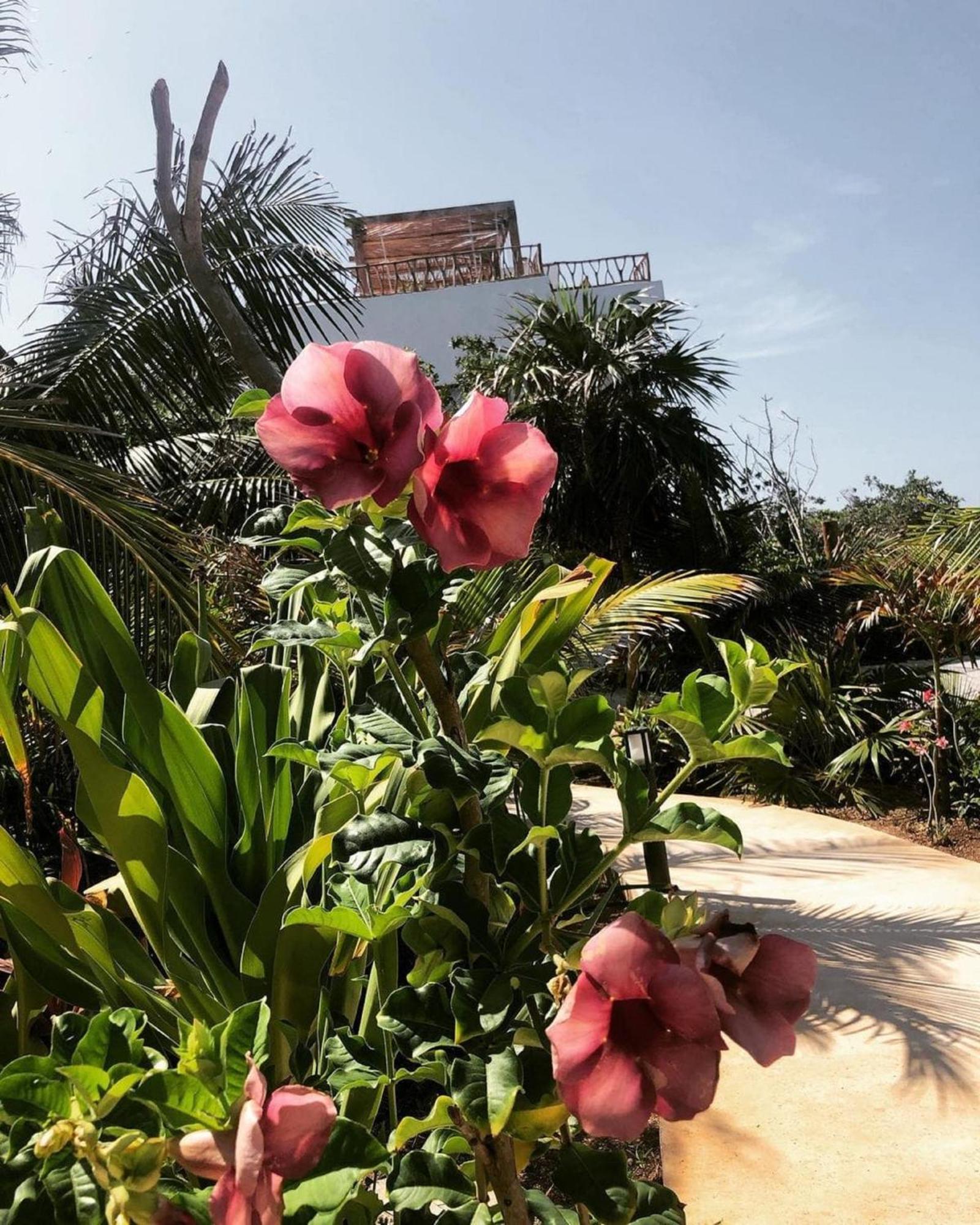 Apartahotel Ikal Island Garden - Adults Only