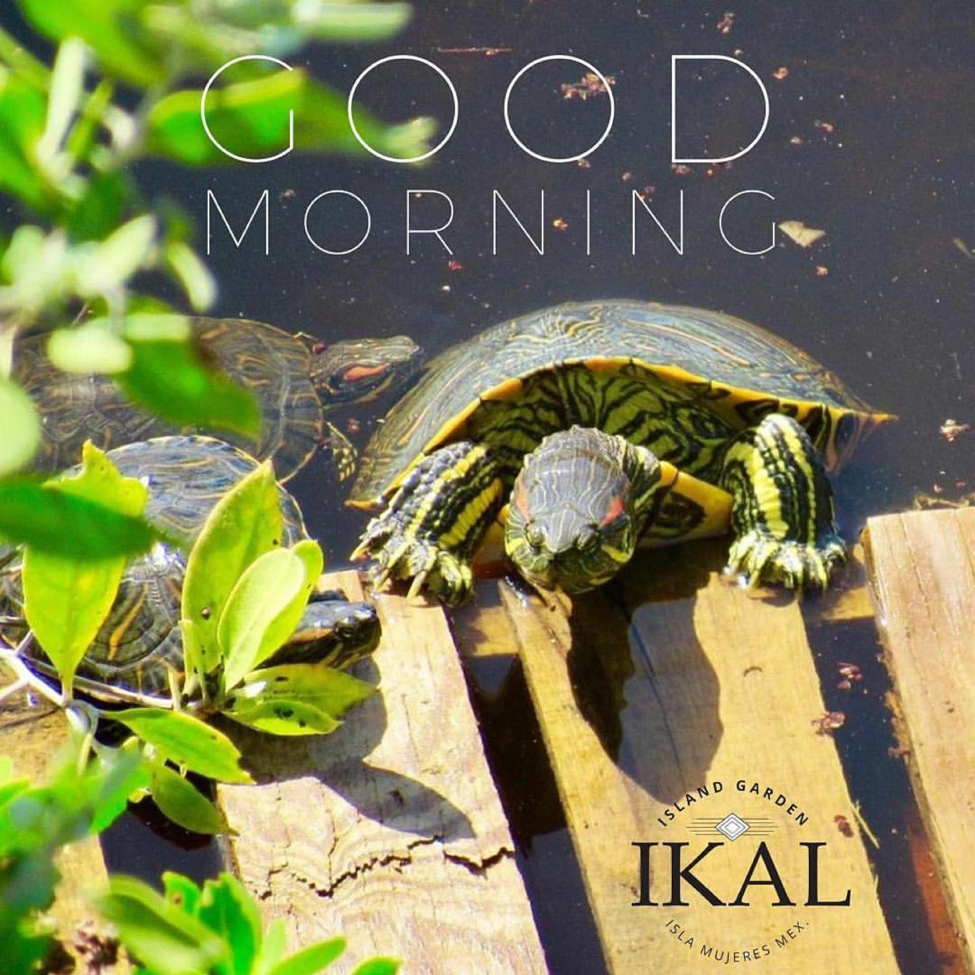 Ikal Island Garden - Adults Only * Isla Mujeres