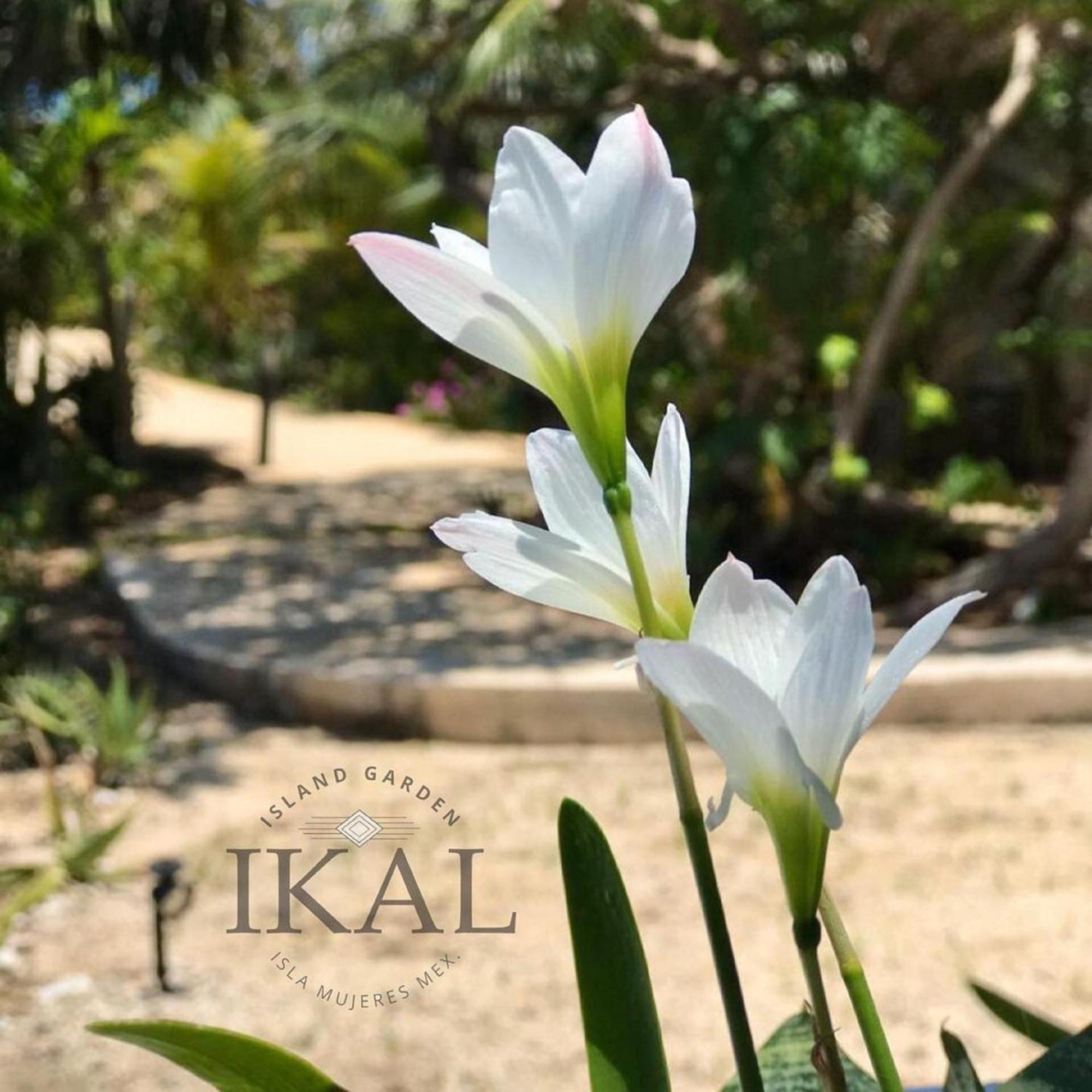 Apartahotel Ikal Island Garden - Adults Only *
